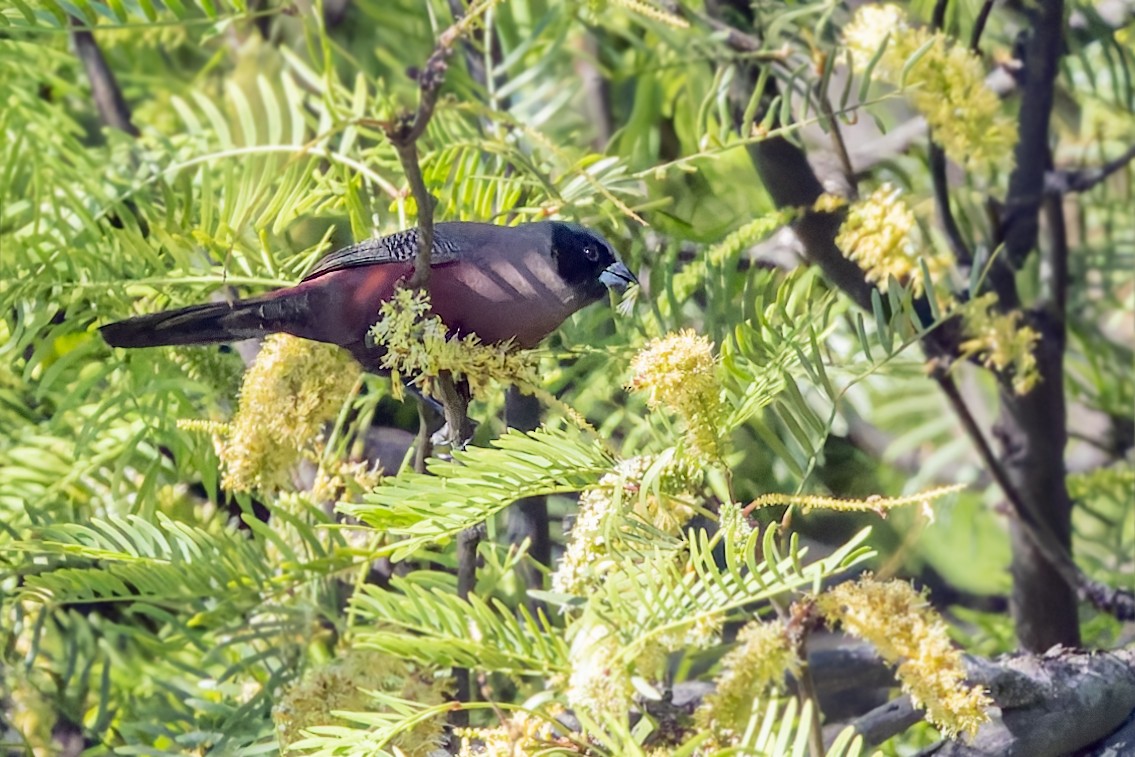 Black-faced Waxbill - ML627811466