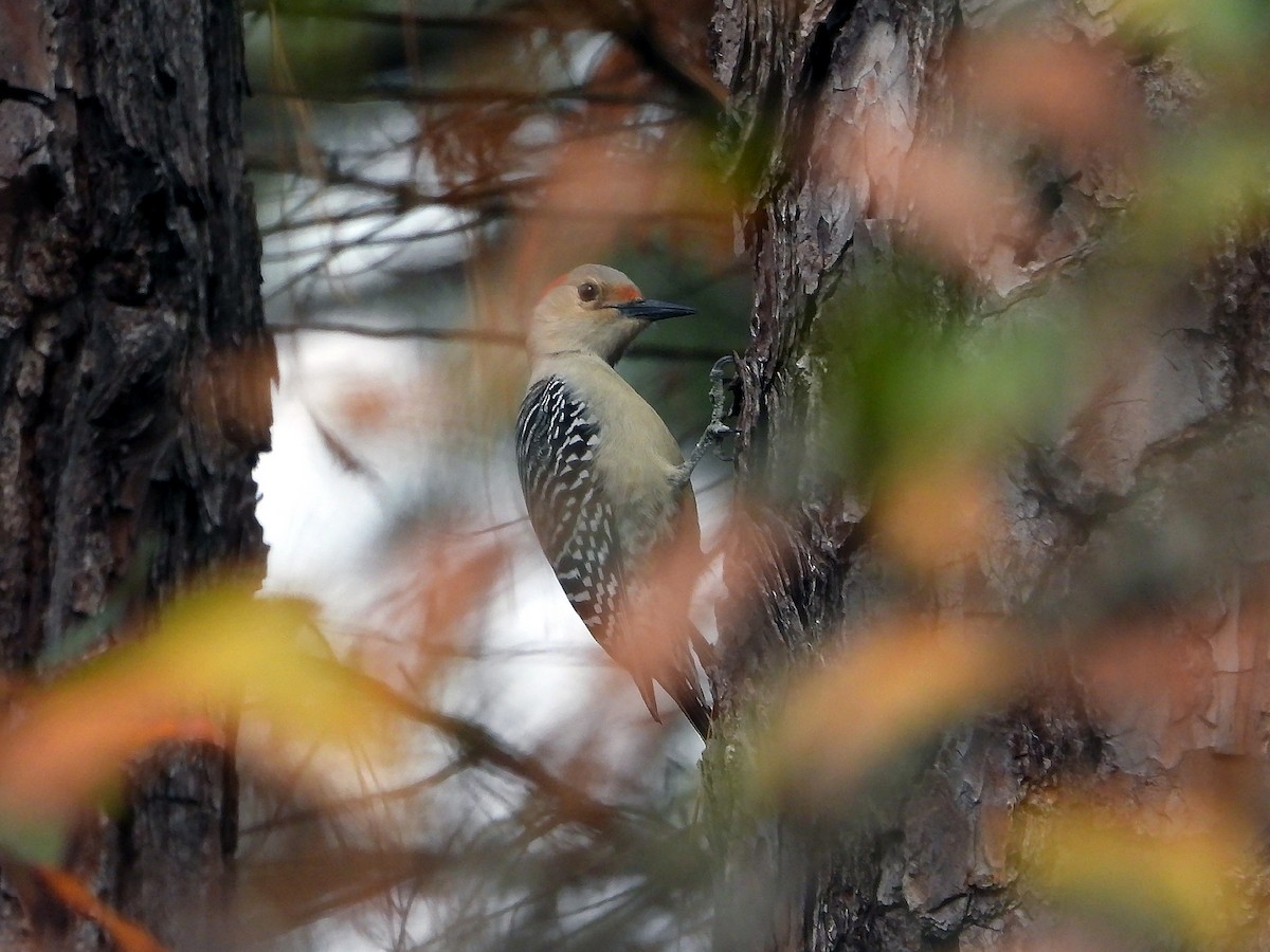 Red-bellied Woodpecker - ML627811472