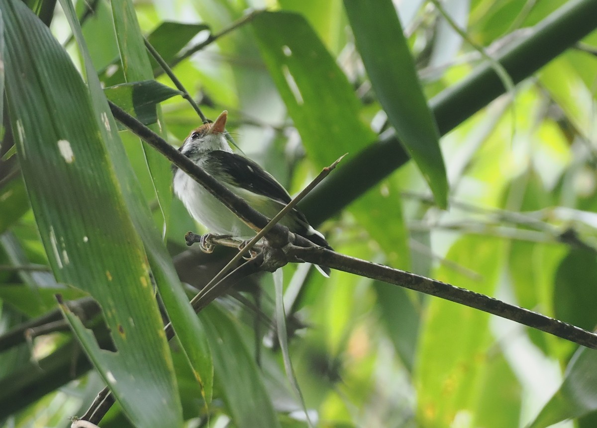 White-cheeked Tody-Flycatcher - ML627811473
