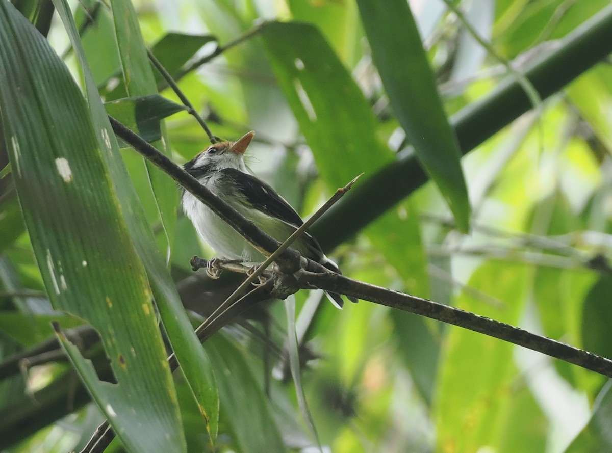 White-cheeked Tody-Flycatcher - ML627811486