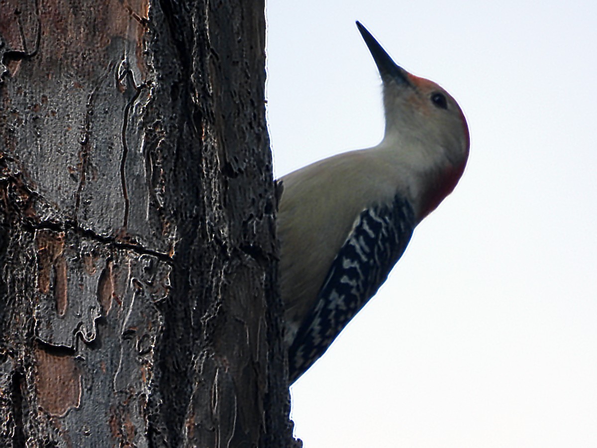 Red-bellied Woodpecker - ML627811546