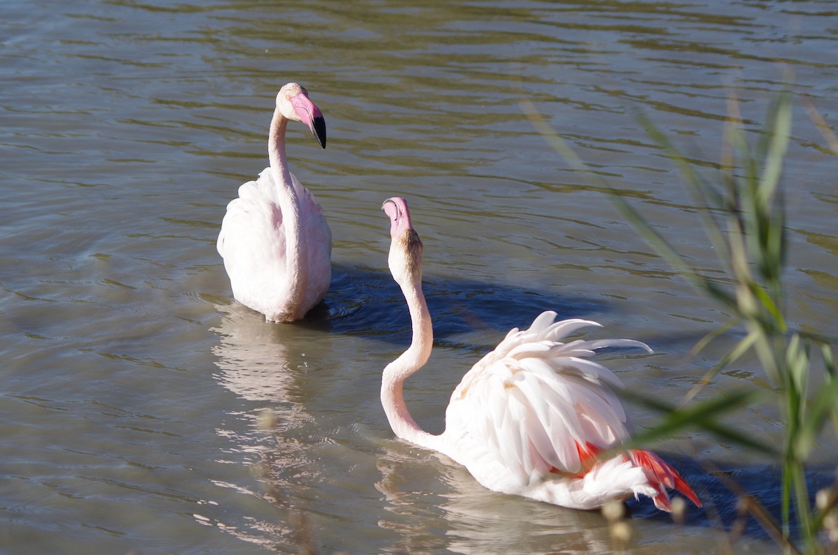 Flamant rose - ML627811604