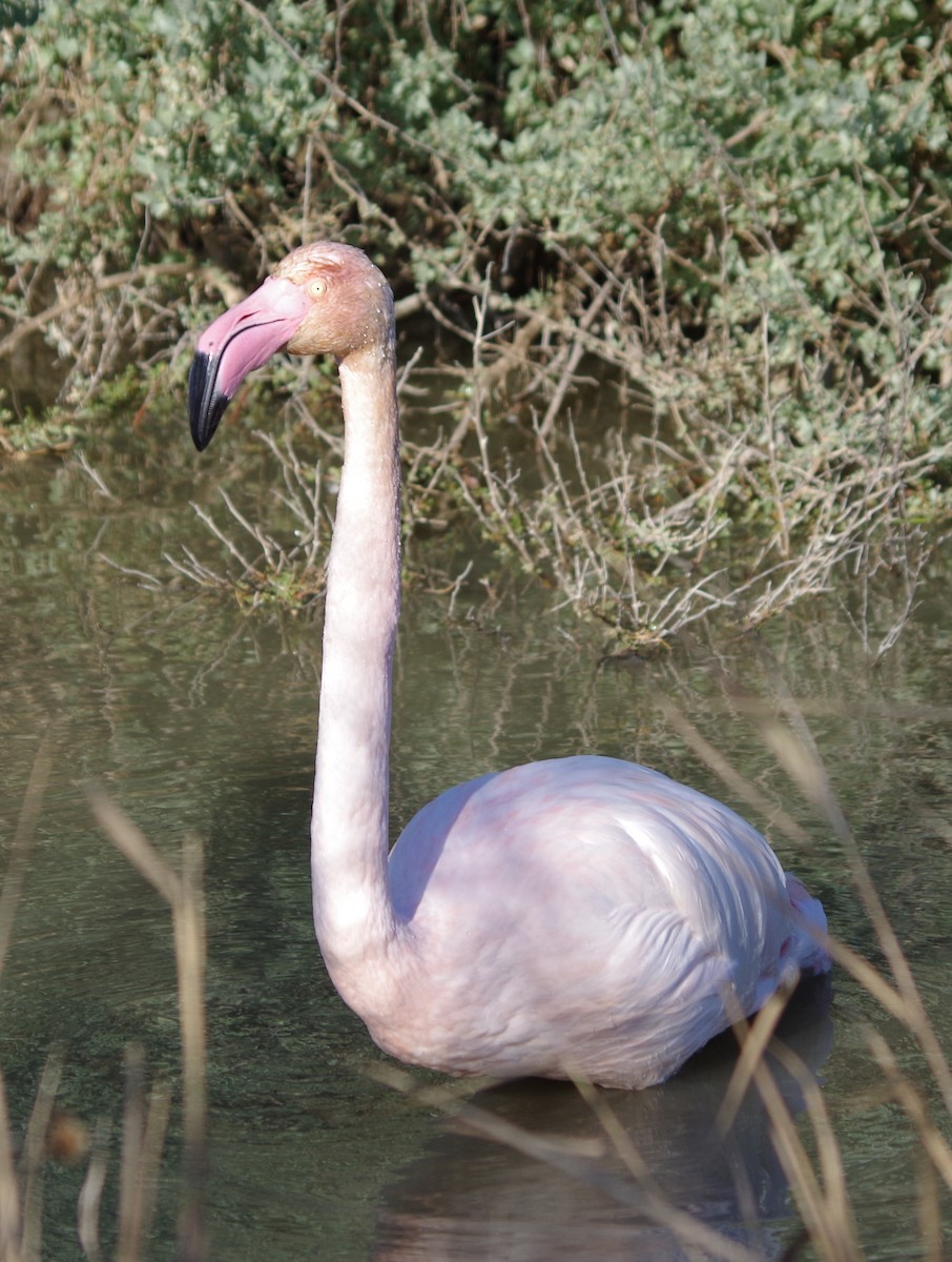 Flamant rose - ML627811605