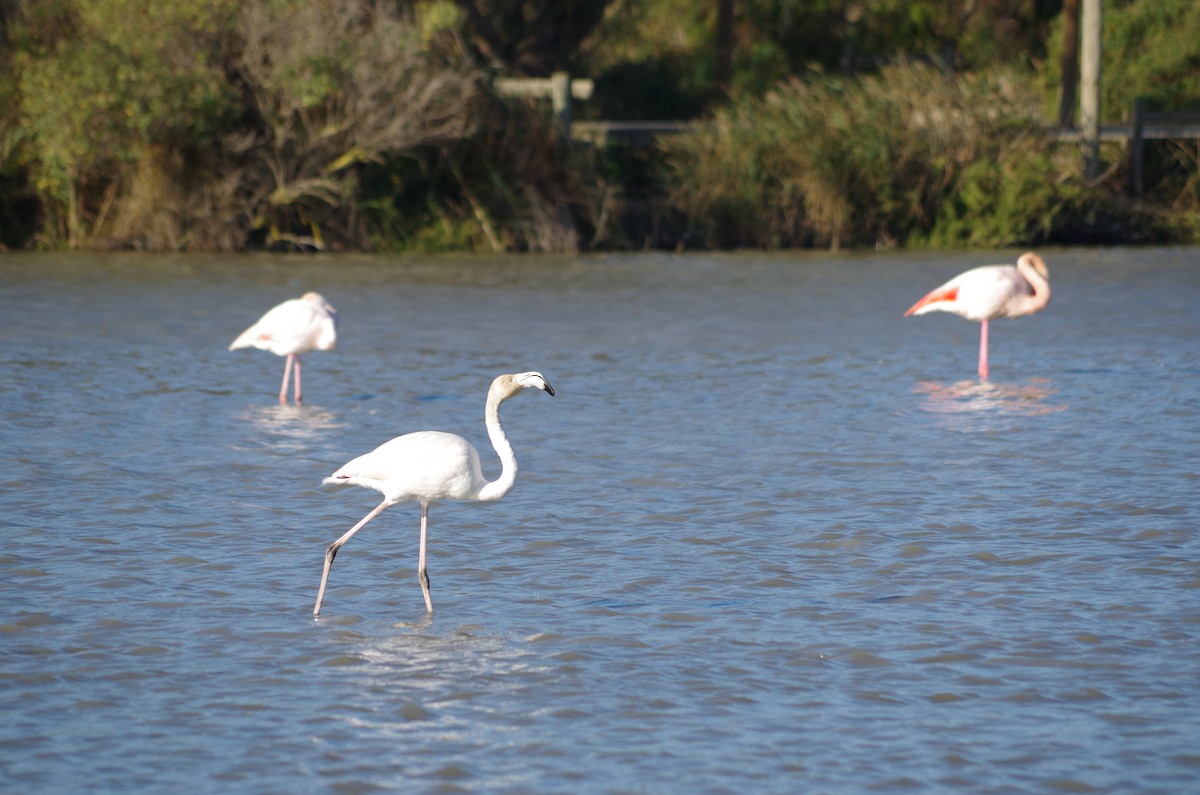 Flamant rose - ML627811607