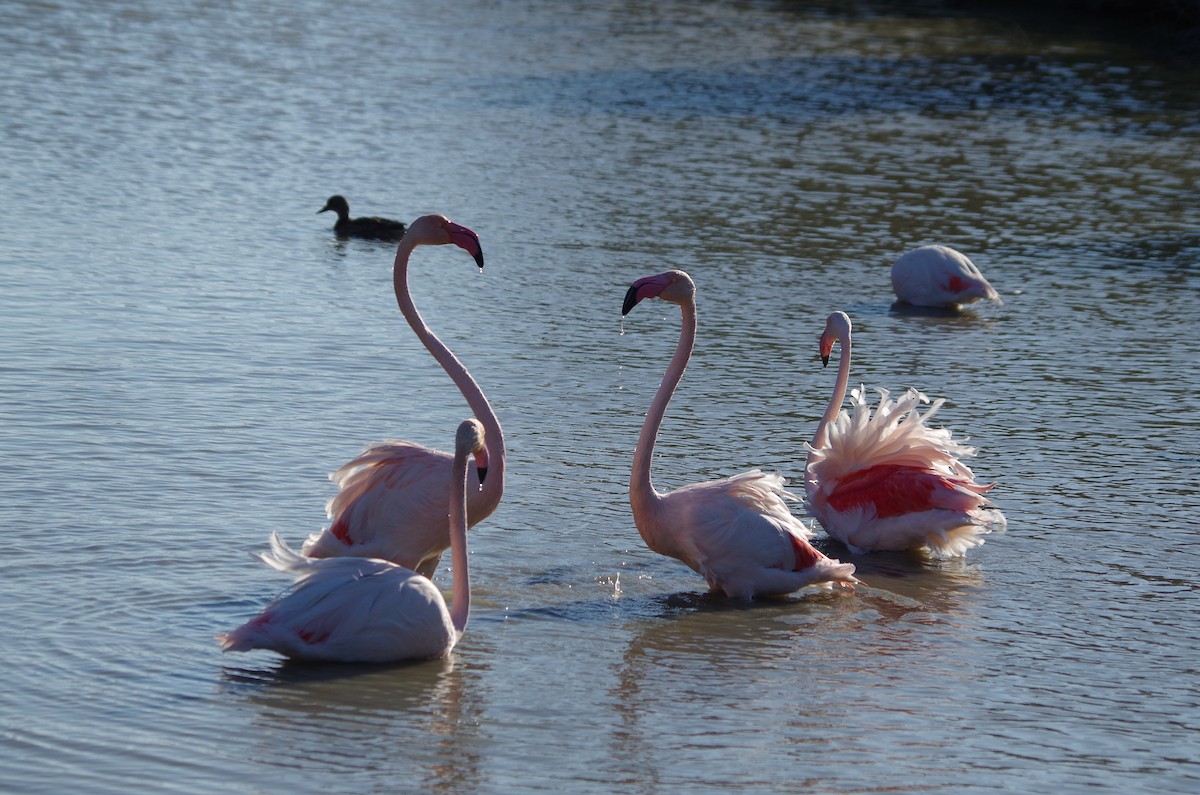 Flamant rose - ML627811608