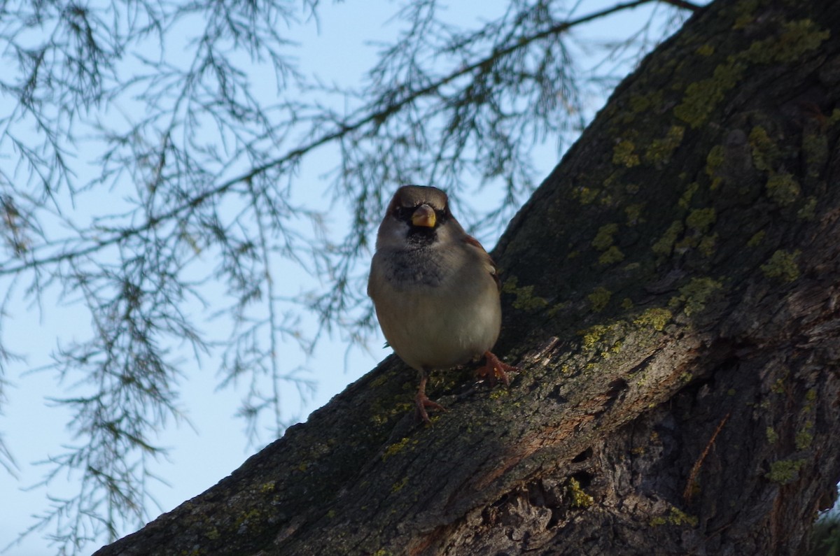 Moineau domestique - ML627811623