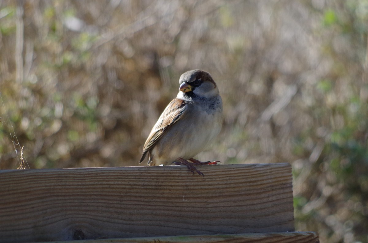 Moineau domestique - ML627811624