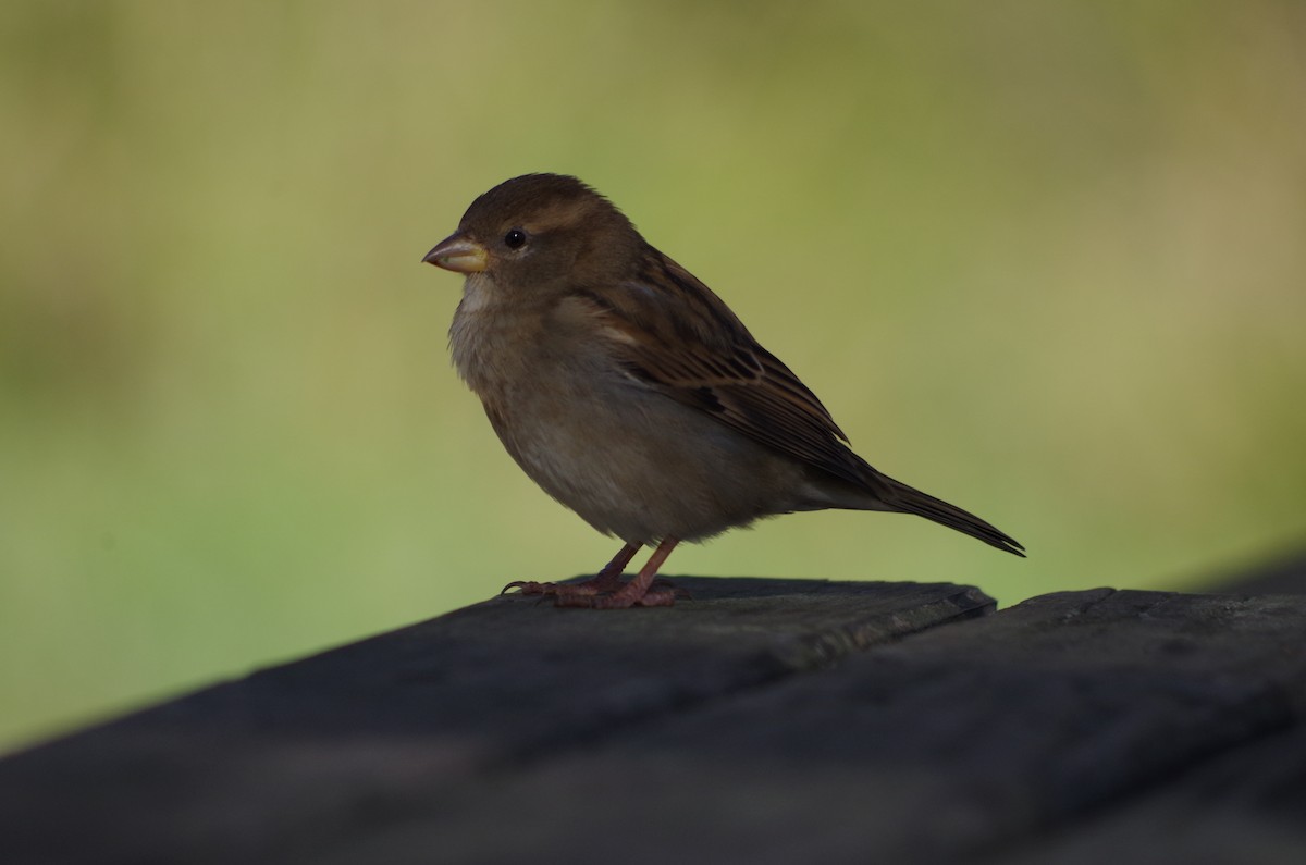 Moineau domestique - ML627811625