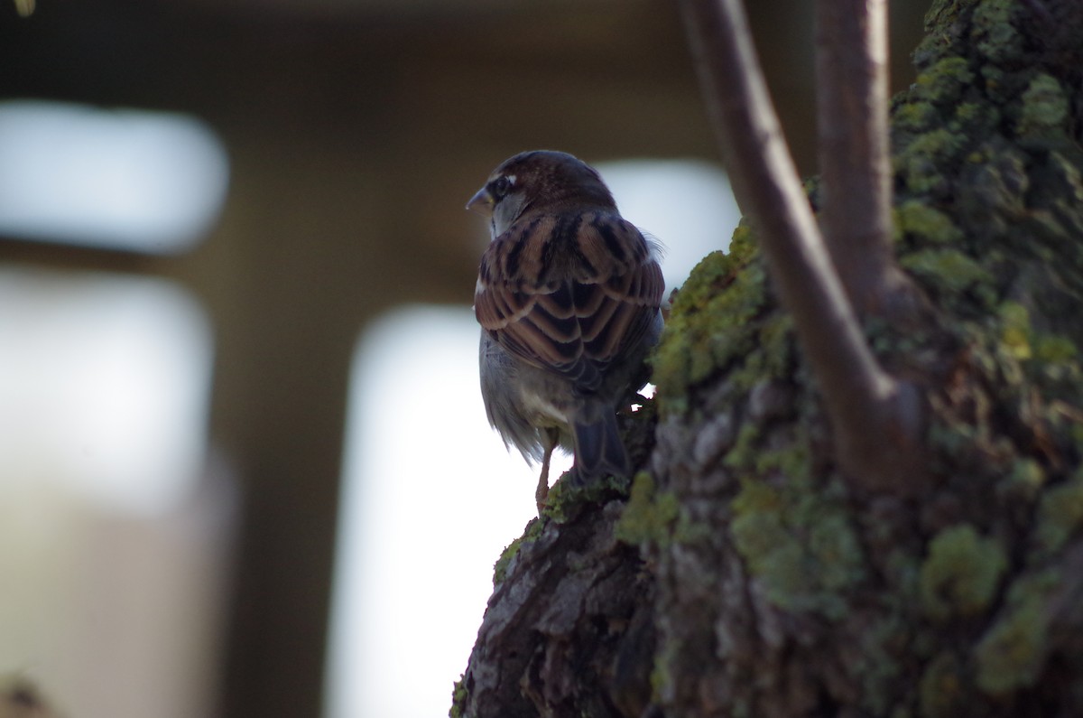 Moineau domestique - ML627811626