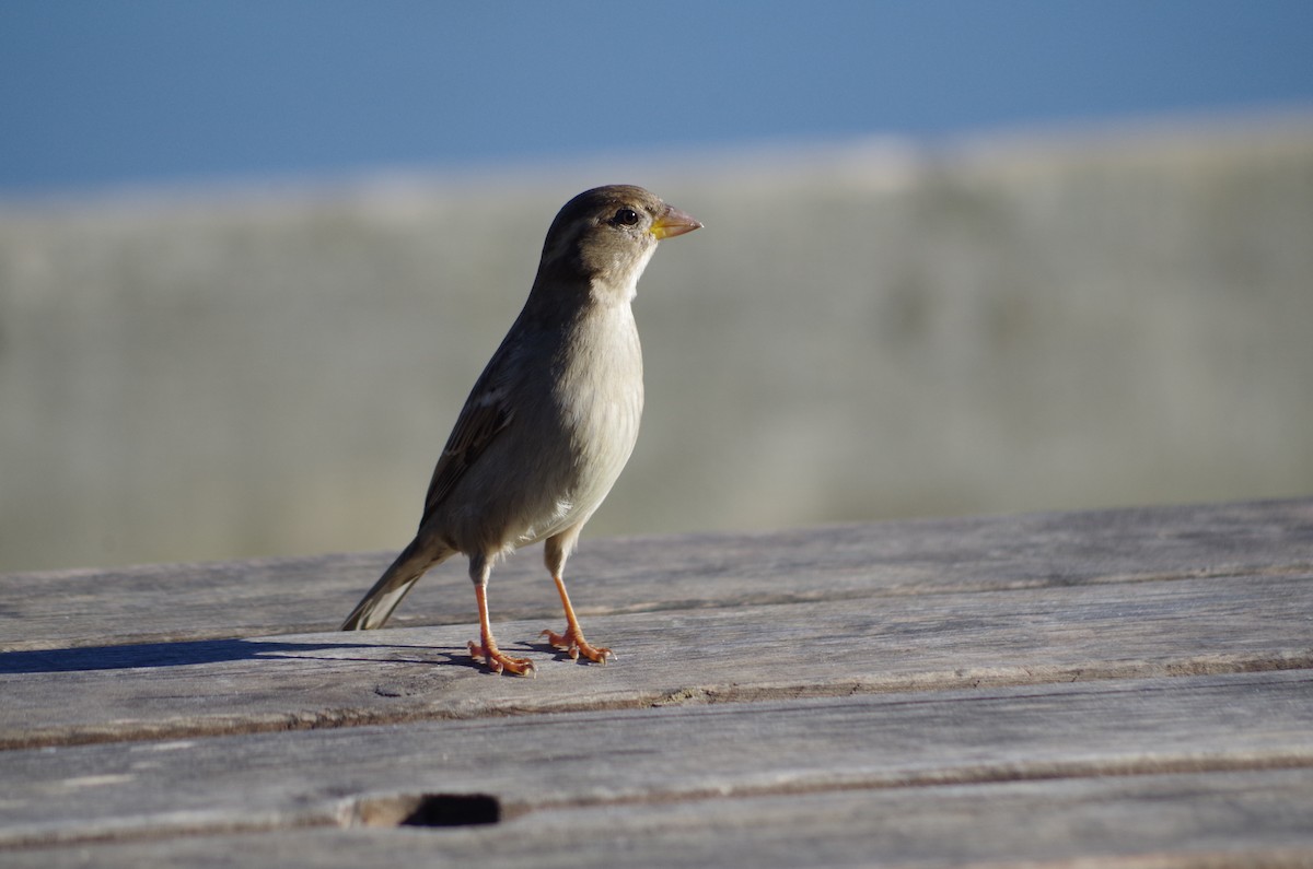 Moineau domestique - ML627811627