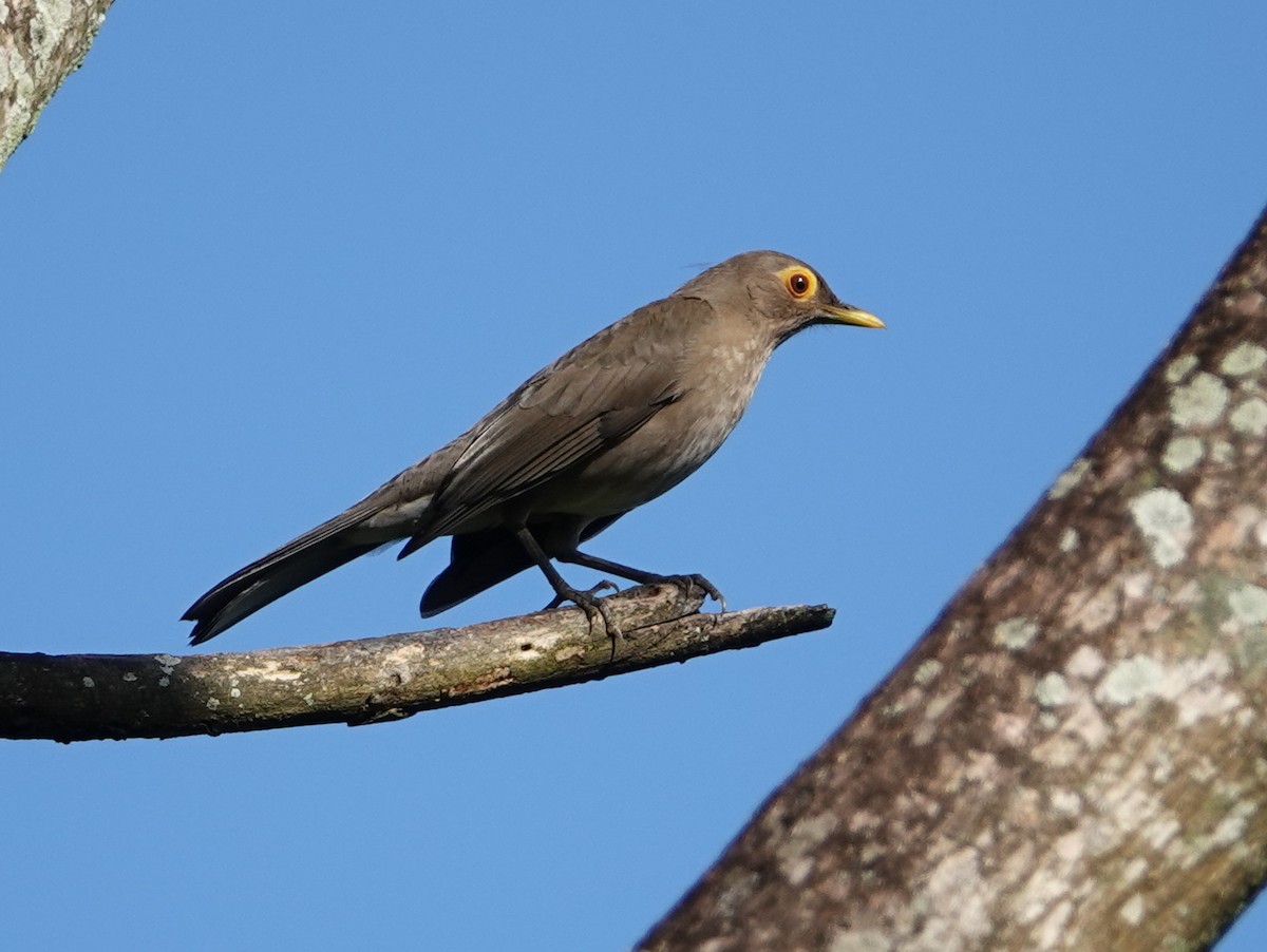 Spectacled Thrush - ML627811640