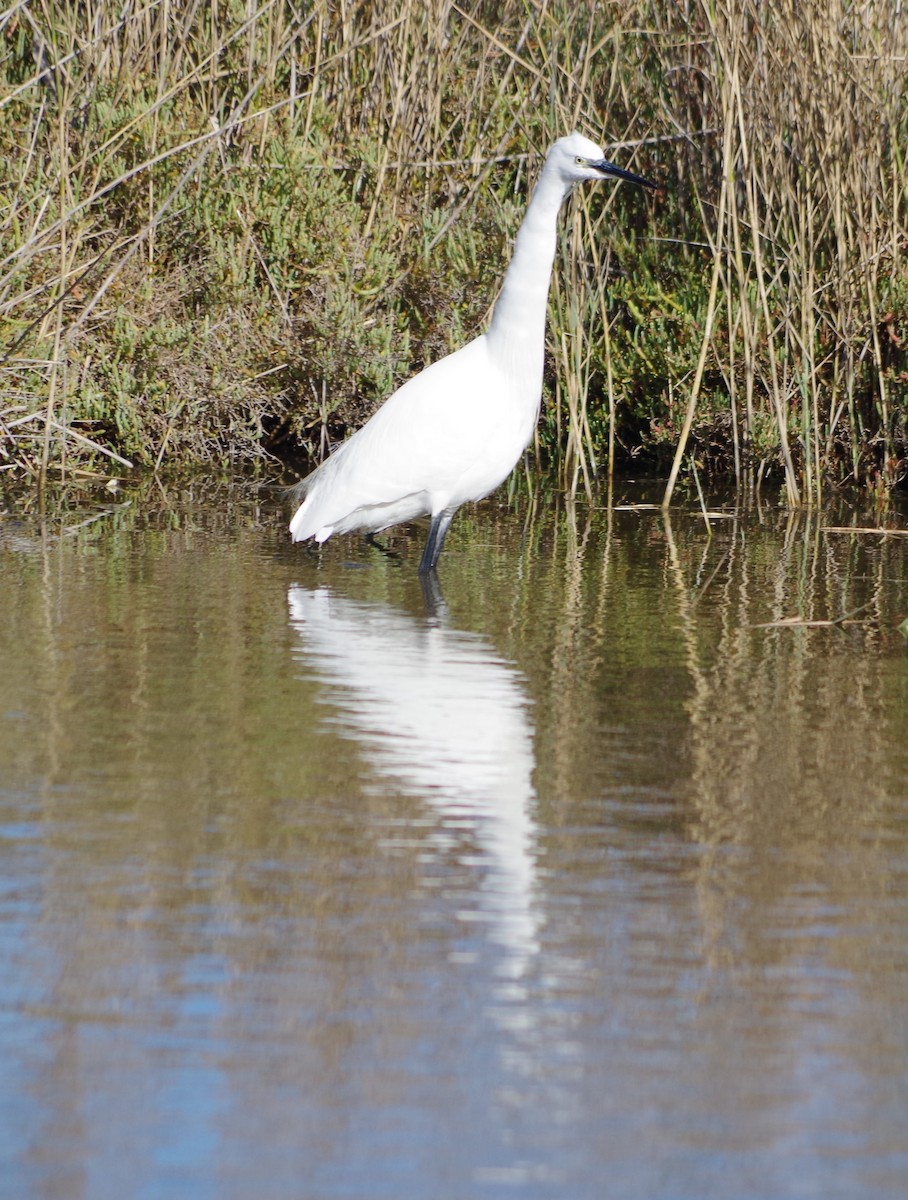 Aigrette garzette - ML627811645