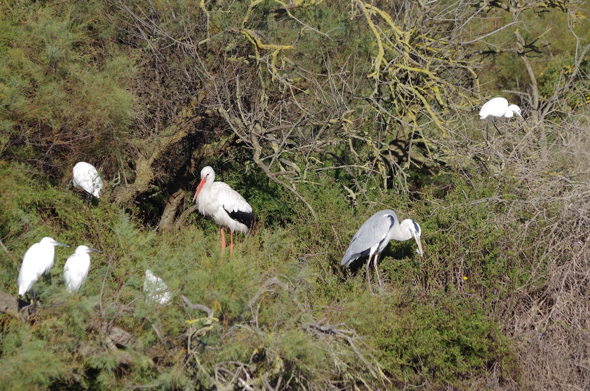 Cigogne blanche - ML627811661