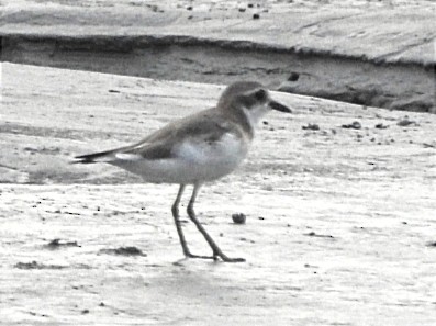 Greater Sand-Plover - ML627811662