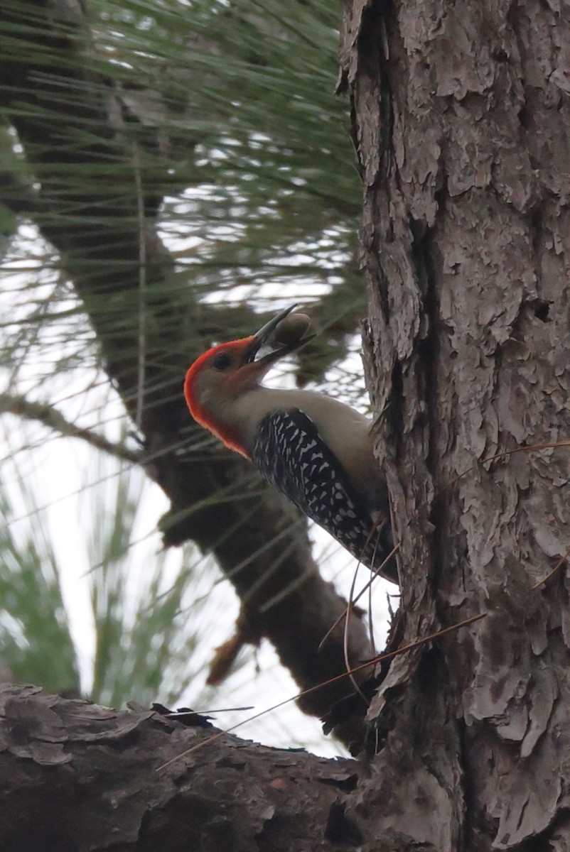 Red-bellied Woodpecker - ML627811828