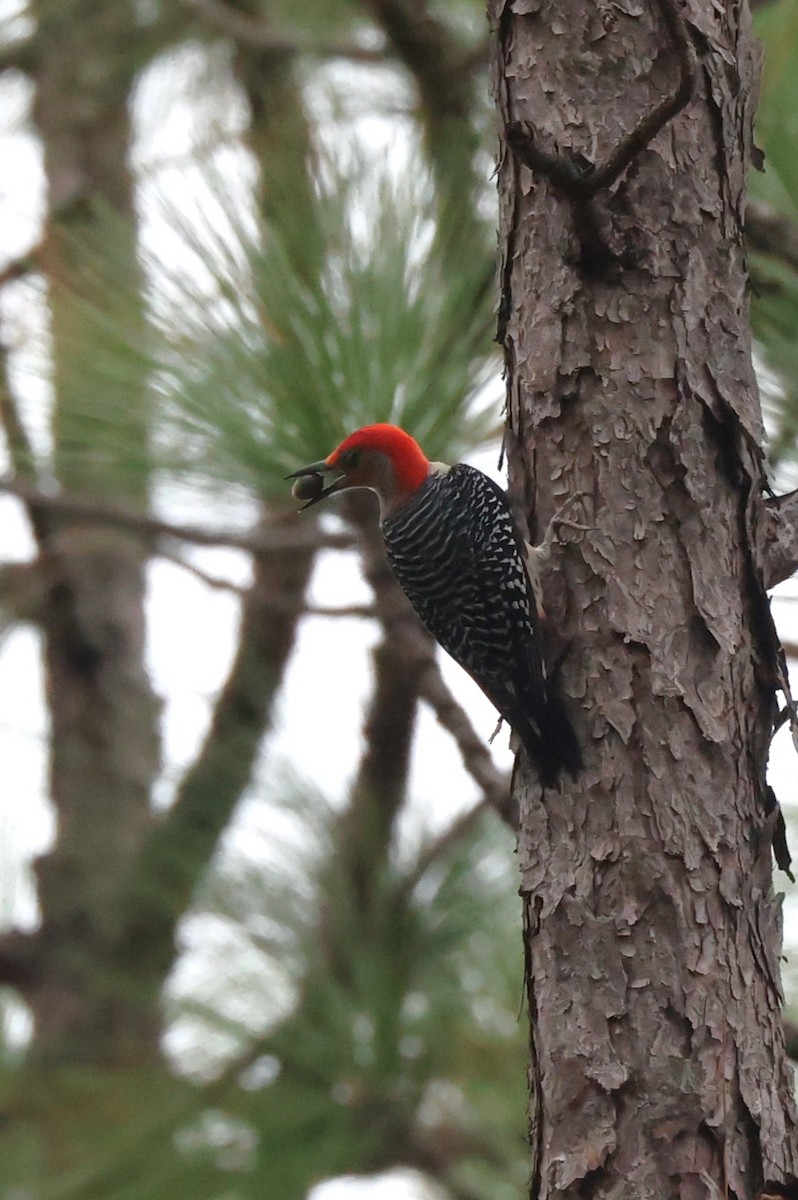 Red-bellied Woodpecker - ML627811832