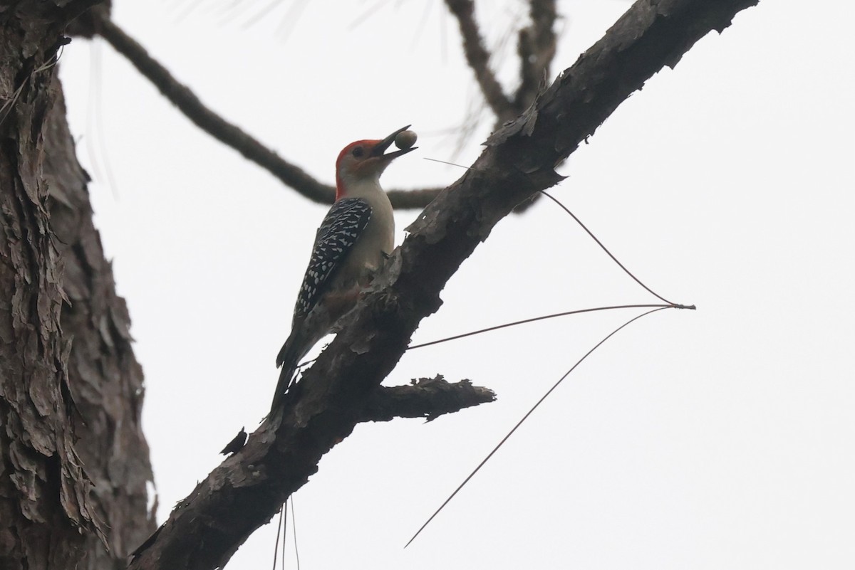 Red-bellied Woodpecker - ML627811839