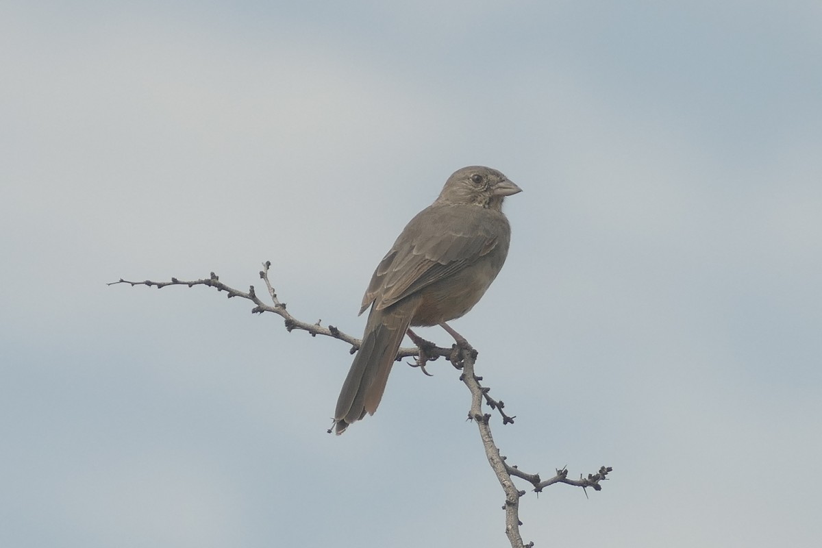 Canyon Towhee - ML627811843