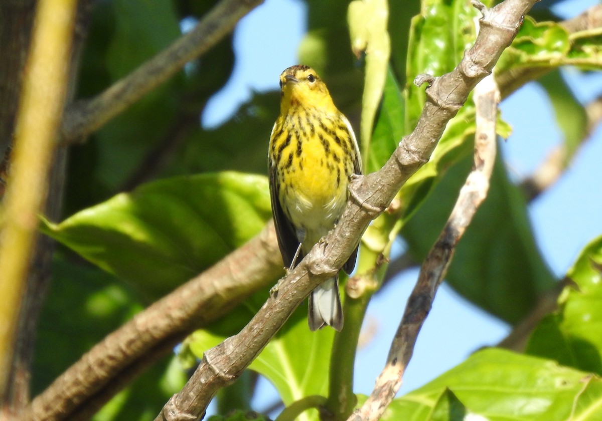 Cape May Warbler - ML627811844