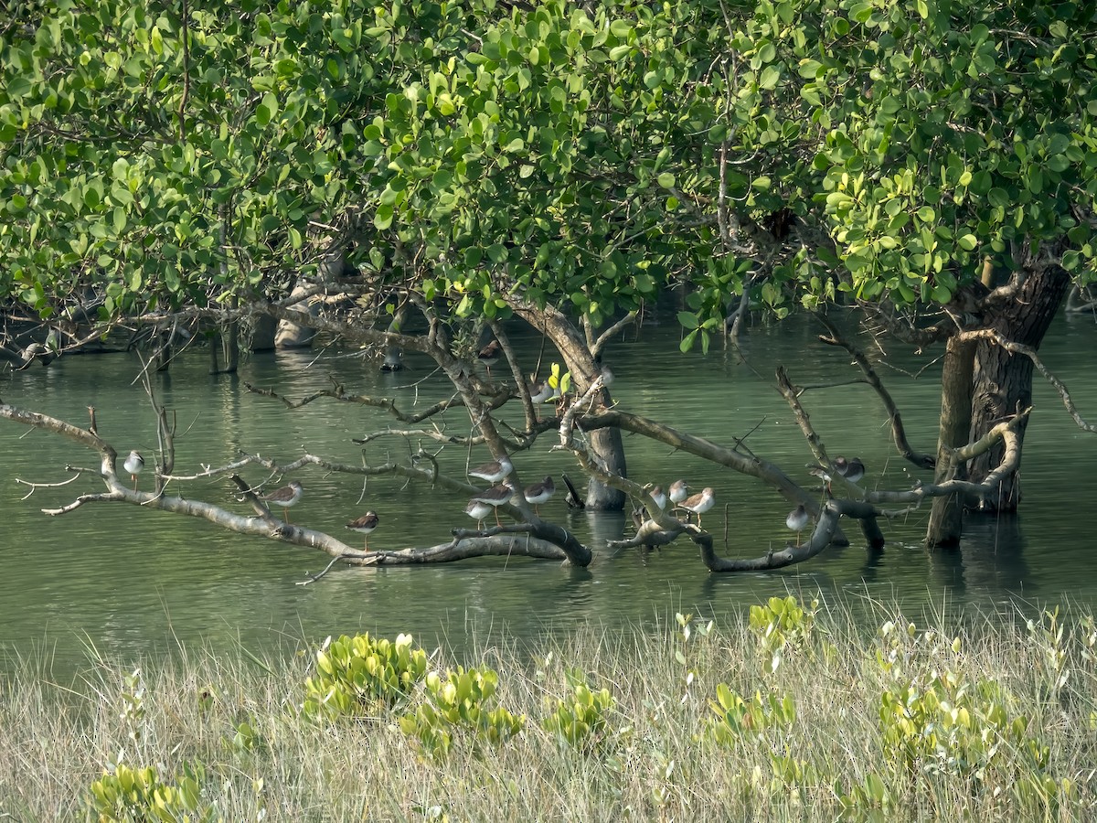 Common Redshank - ML627811943