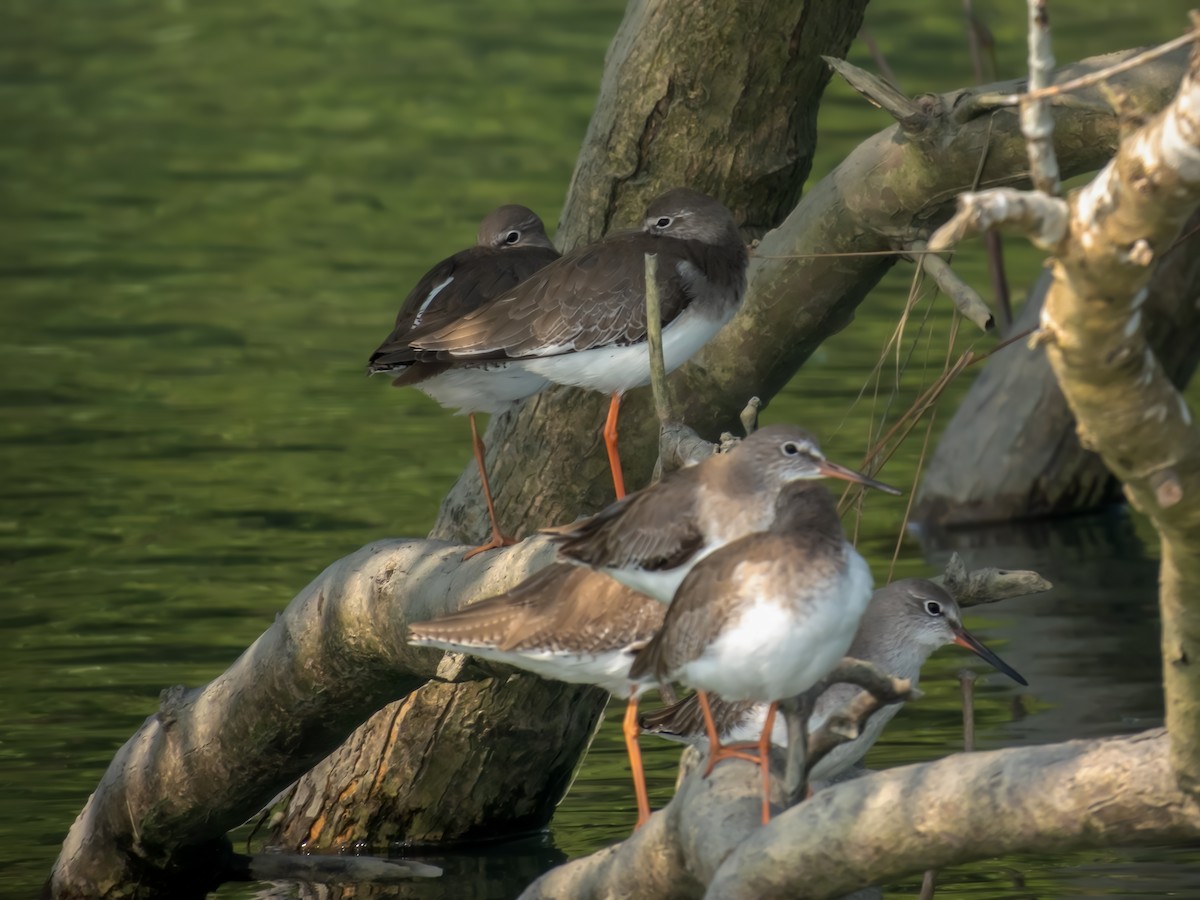 Common Redshank - ML627811955