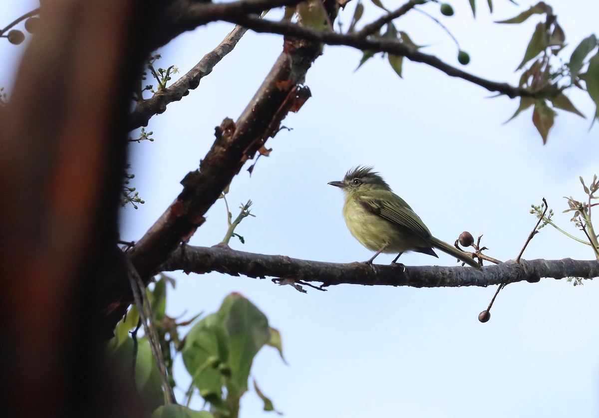 Yellow-olive Flatbill - ML627811988