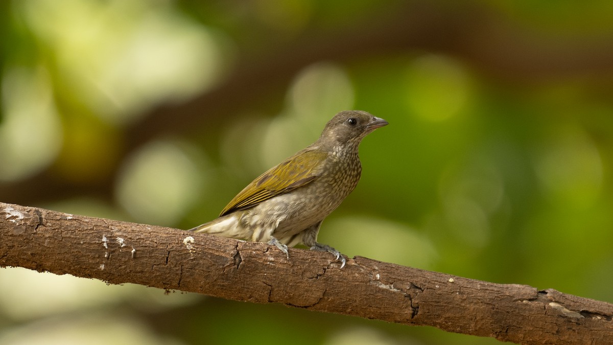Spotted Honeyguide - ML627812024