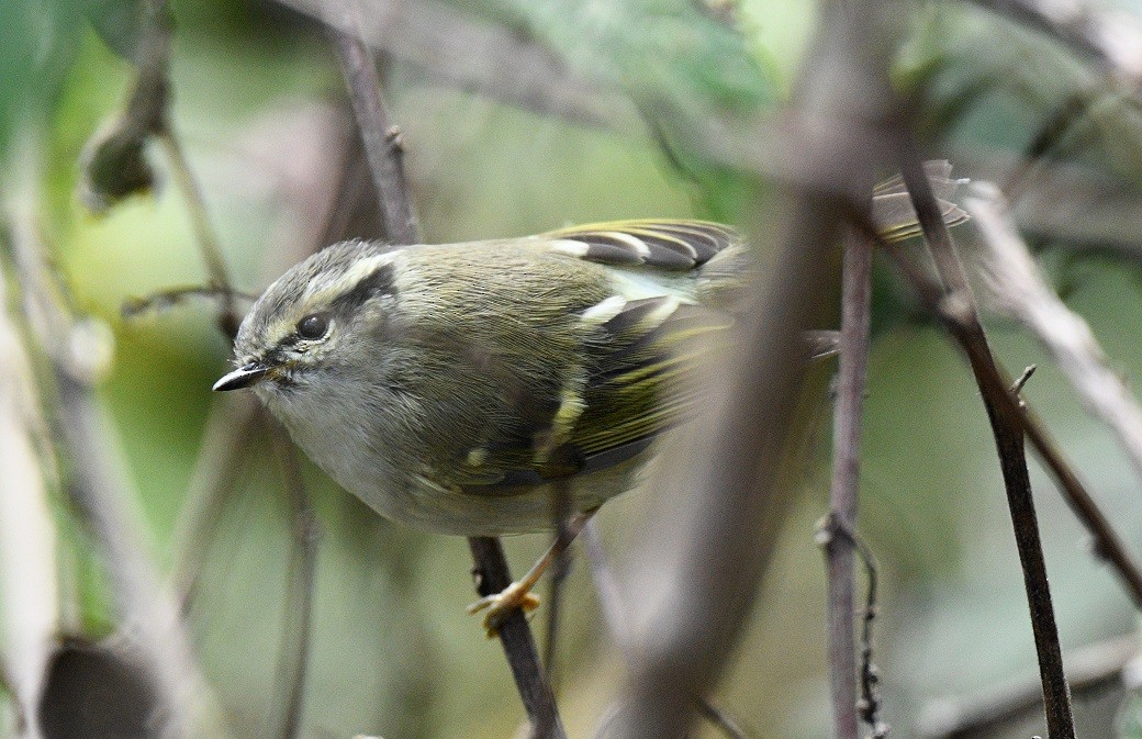 Lemon-rumped Warbler - ML627812090