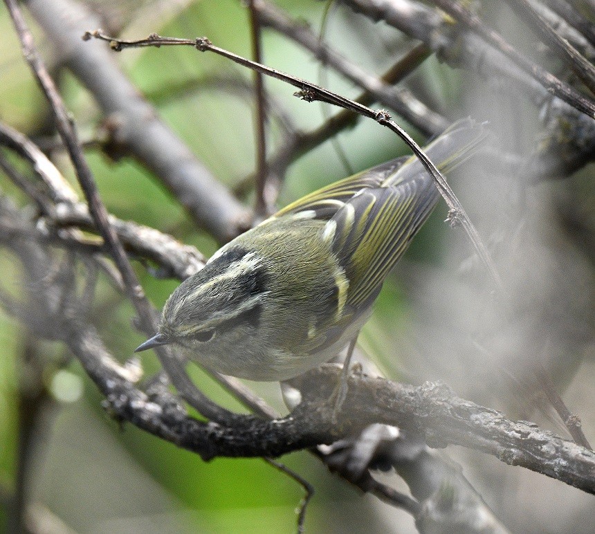 Lemon-rumped Warbler - ML627812091