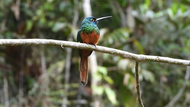 Coppery-chested Jacamar - ML627812110