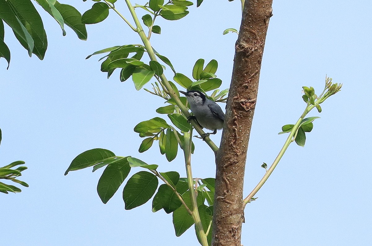 White-browed Gnatcatcher - ML627812123