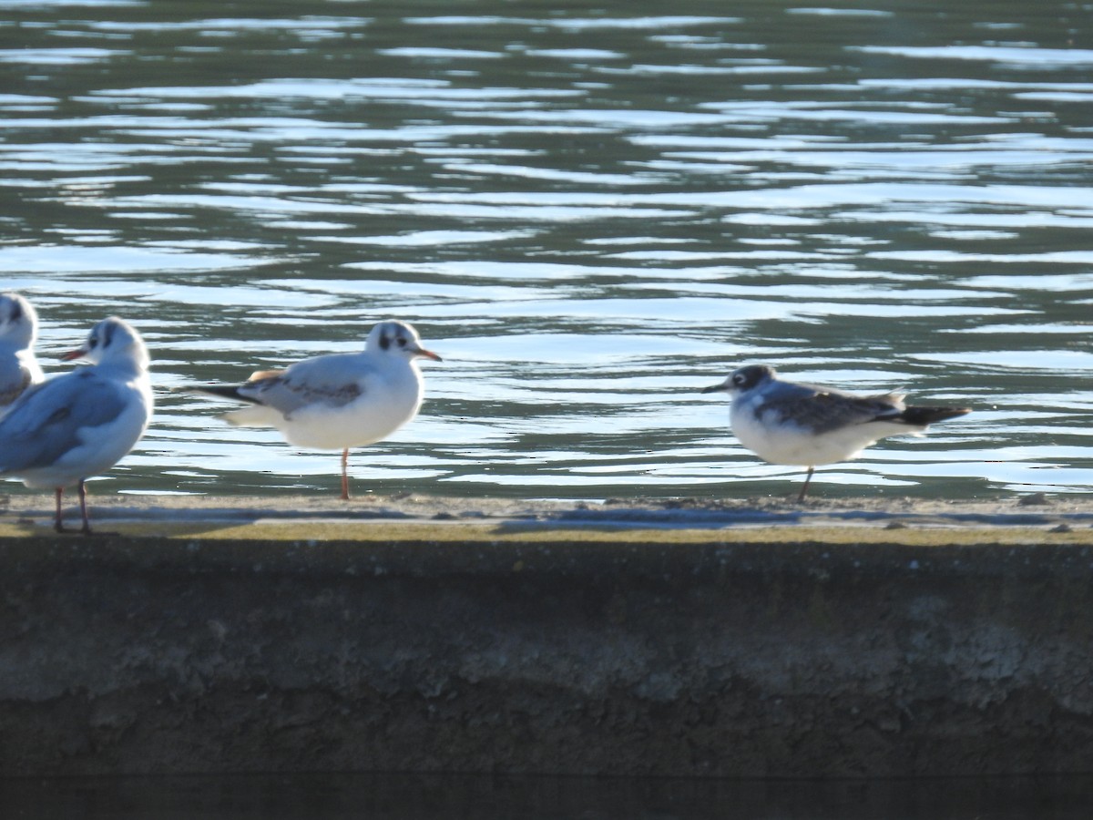 Franklin's Gull - Diego  Uche Rodriguez