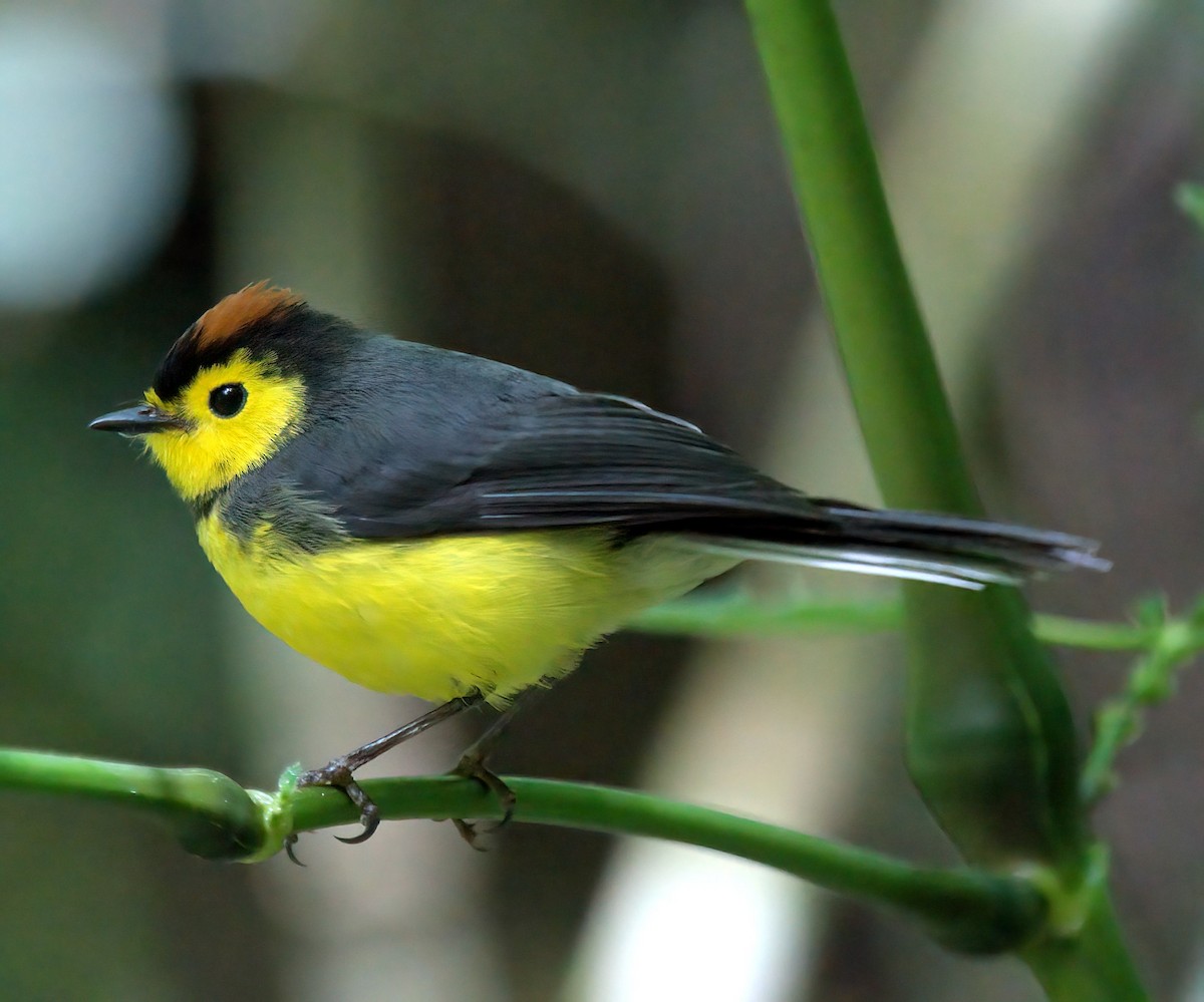 Collared Redstart - ML627812185