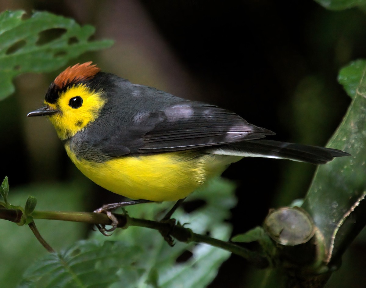 Collared Redstart - ML627812191