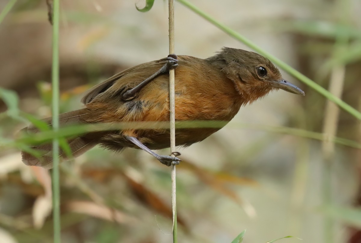 Dusky Antbird - ML627812244