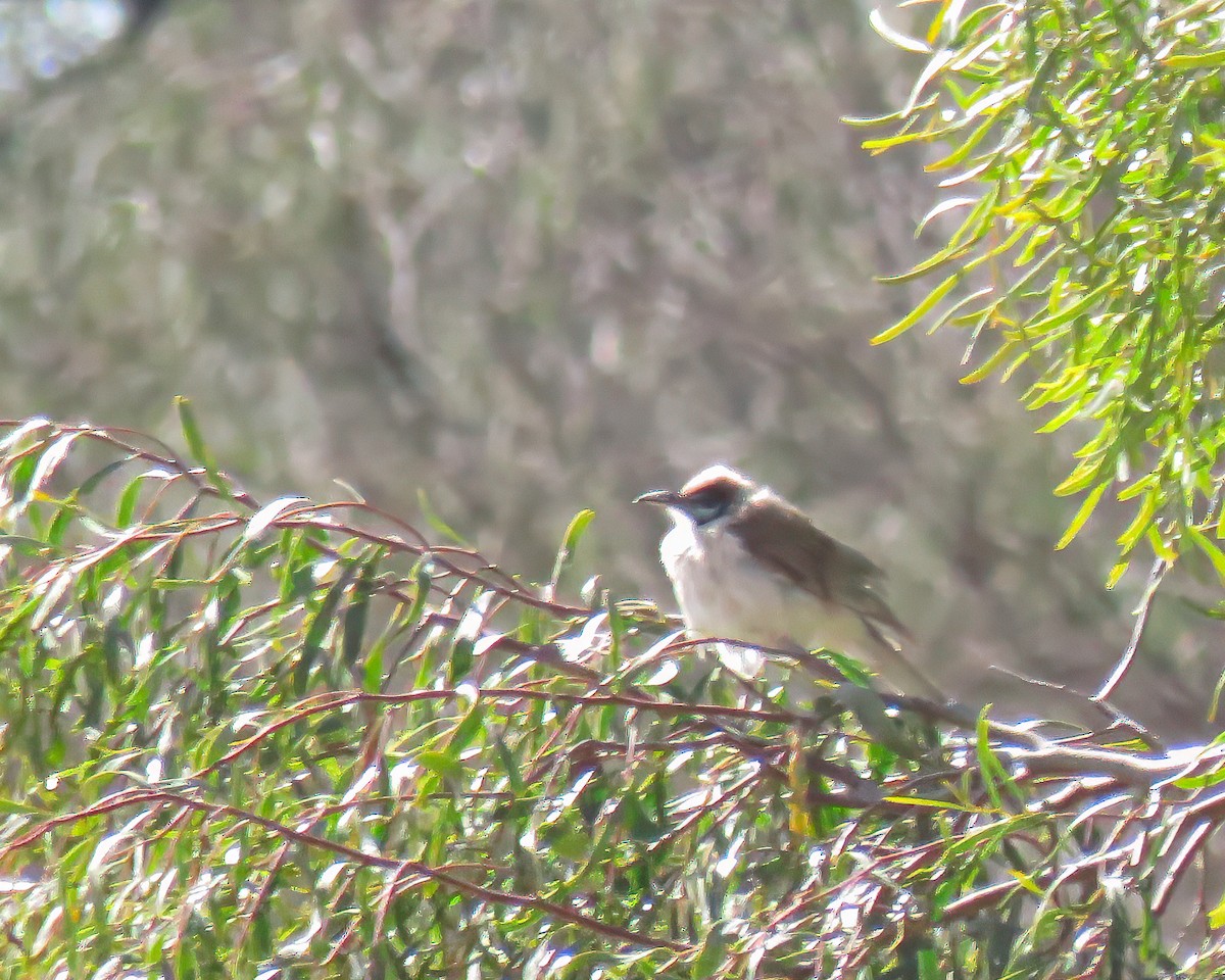 Little Friarbird - ML627812278