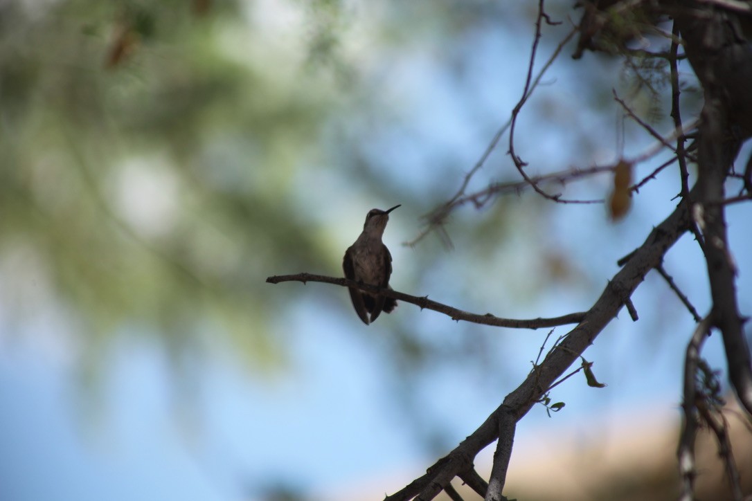 Black-chinned Hummingbird - ML627812506