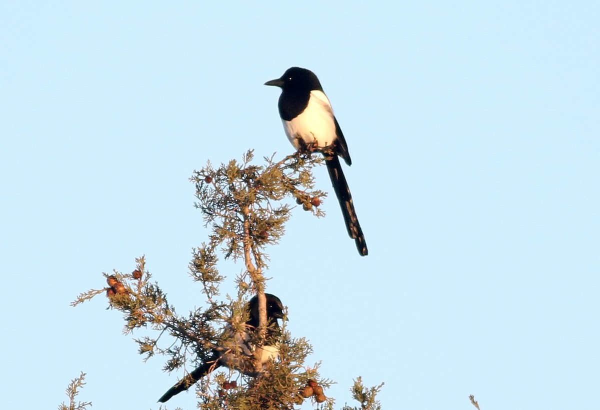 Saksağan - ML627812510