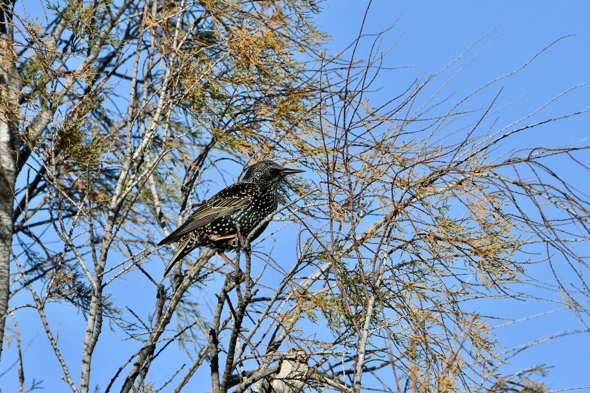 Шпак звичайний - ML627812570