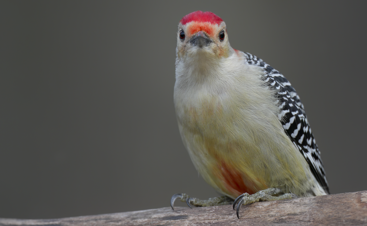 Red-bellied Woodpecker - ML627812604