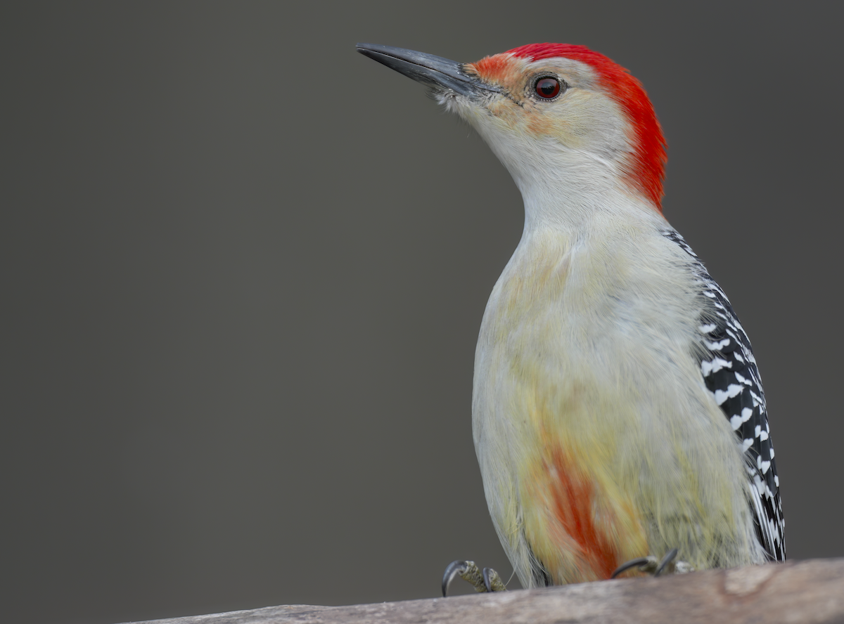 Red-bellied Woodpecker - ML627812611