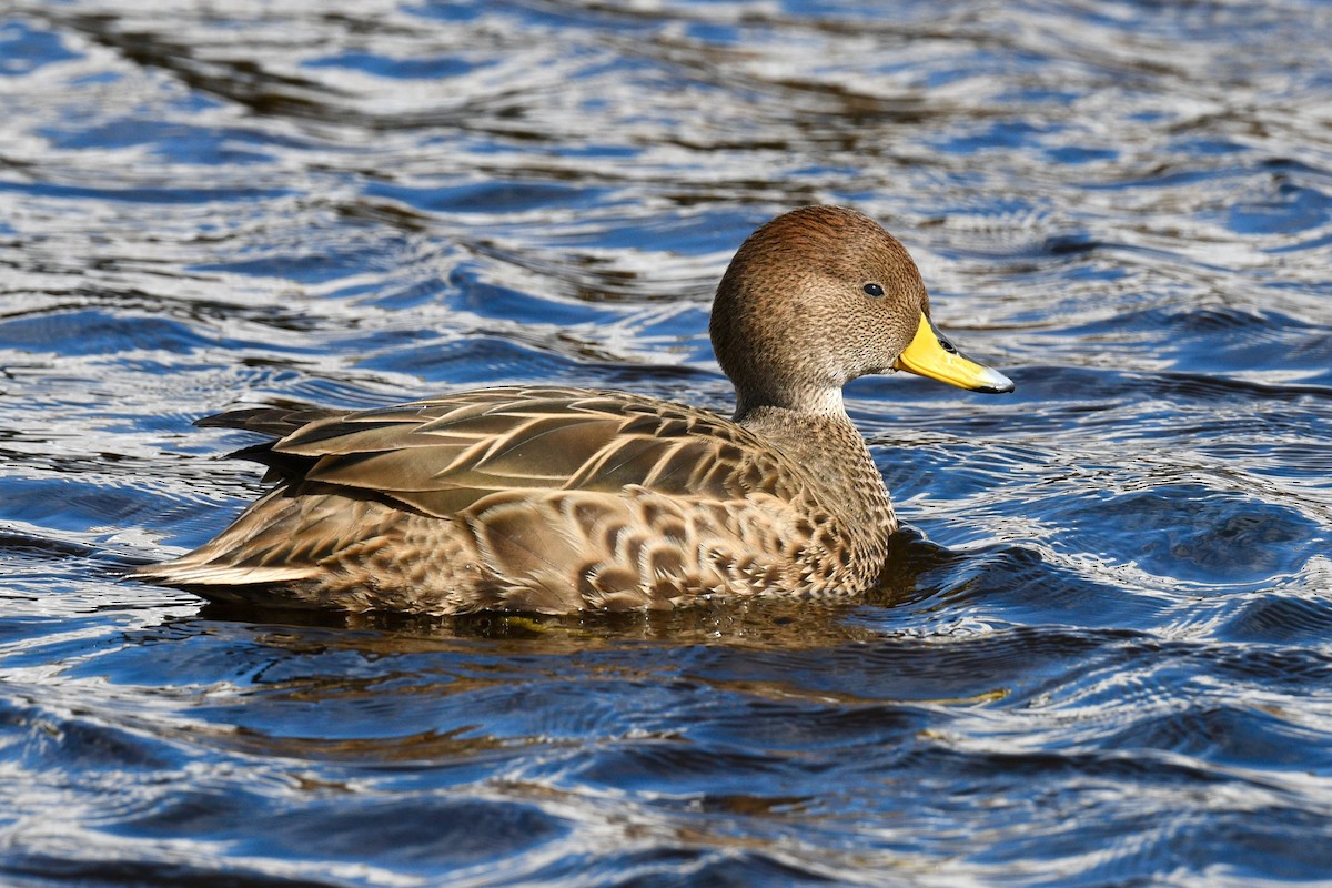 Yellow-billed Pintail (South Georgia) - ML627812621