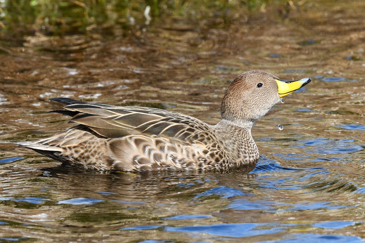 Yellow-billed Pintail (South Georgia) - ML627812622