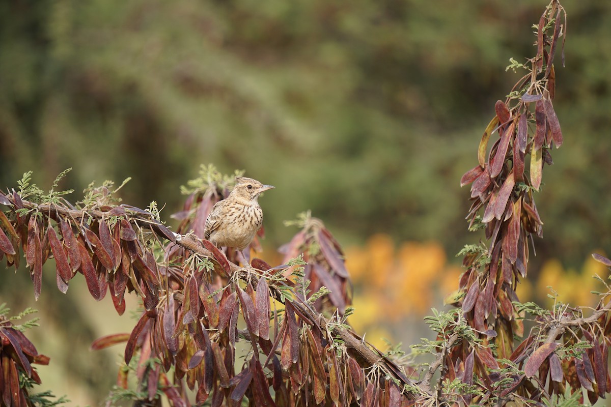 Thekla's Lark - ML627812673