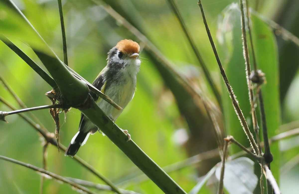 White-cheeked Tody-Flycatcher - ML627812699