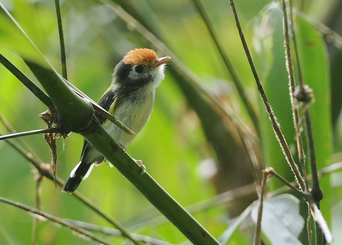 White-cheeked Tody-Flycatcher - ML627812711