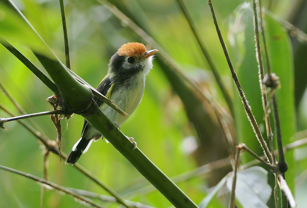 White-cheeked Tody-Flycatcher - ML627812743