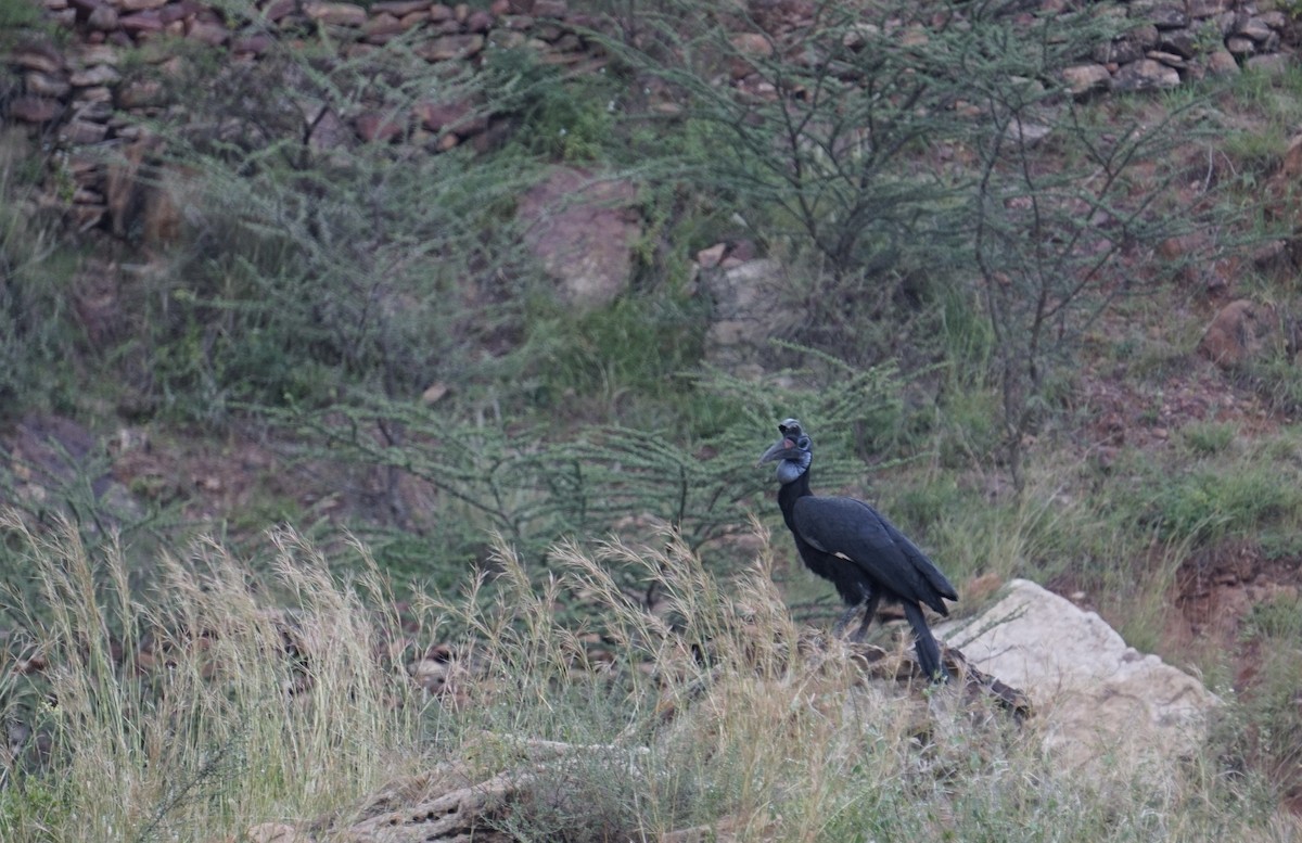 Abyssinian Ground-Hornbill - ML627812744