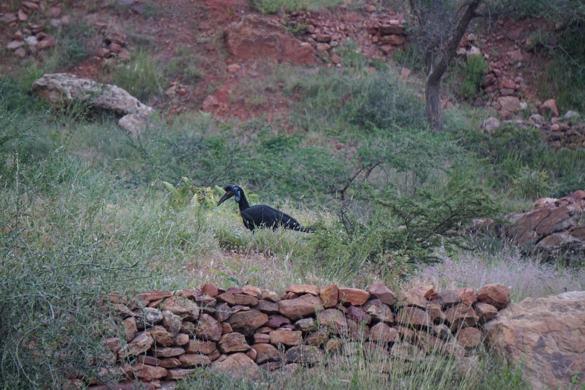 Abyssinian Ground-Hornbill - ML627812745