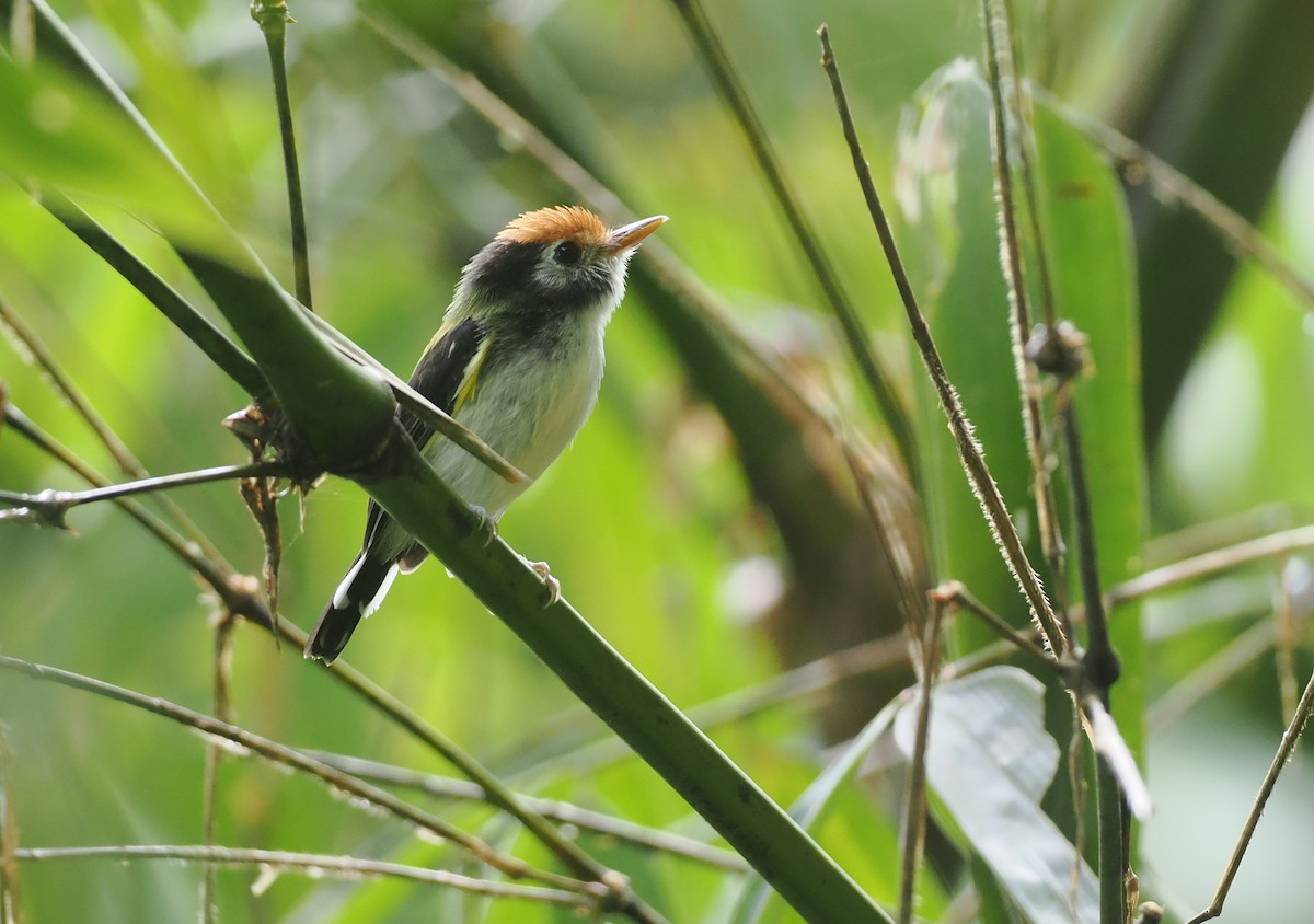 White-cheeked Tody-Flycatcher - ML627812778